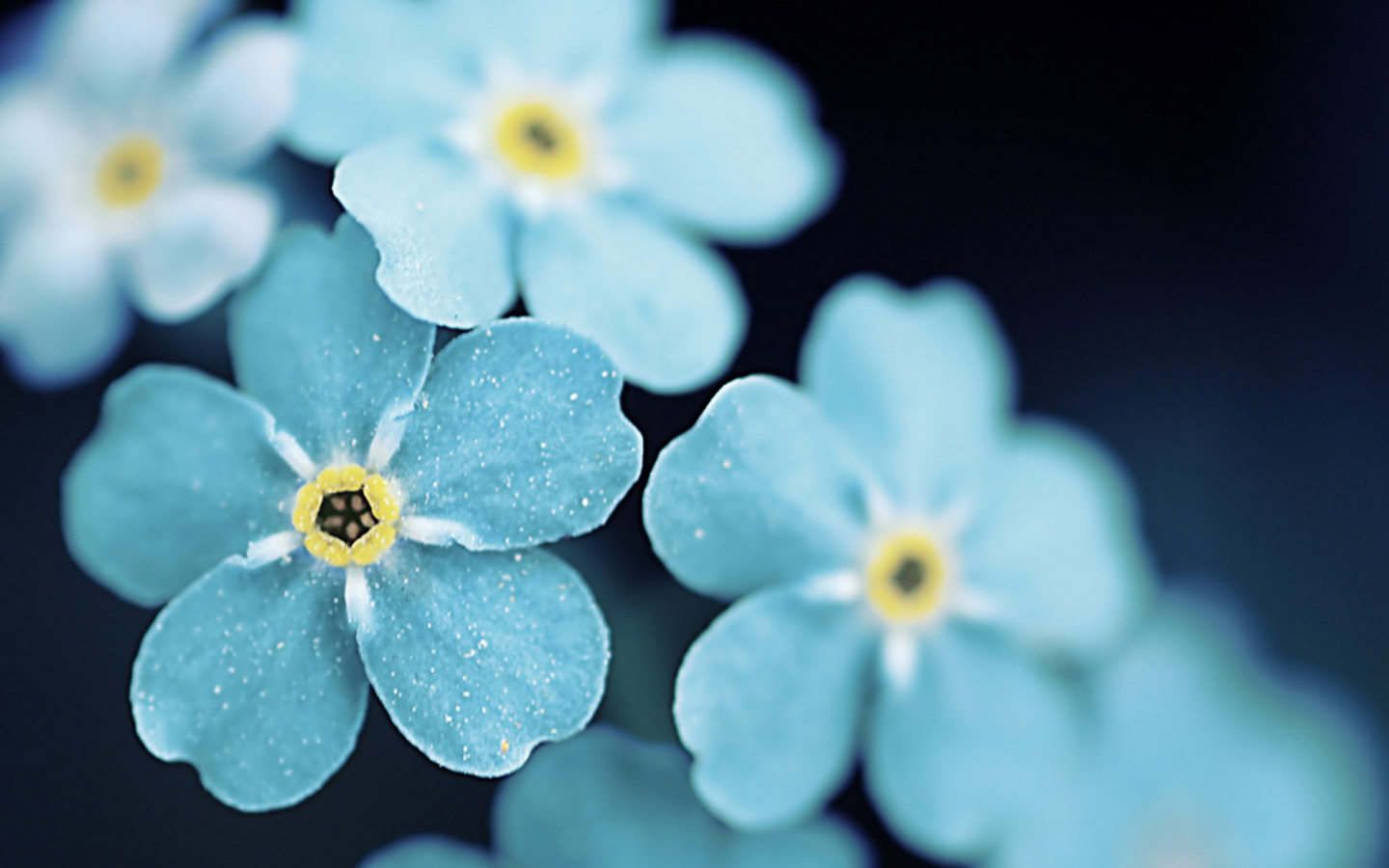 Обои цветы, макро, лепестки, незабудки, голубые цветы, flowers, macro, petals, forget-me-nots, blue flowers разрешение 1920x1200 Загрузить