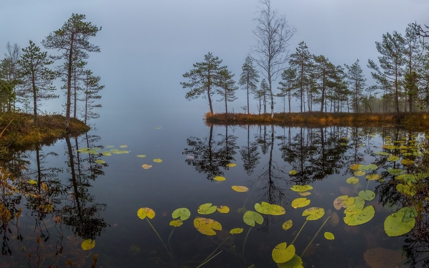 Обои трава, озеро, туман, рассвет, осень, сосны, кувшинки, октябрь, grass, lake, fog, dawn, autumn, pine, water lilies, october разрешение 1920x1080 Загрузить