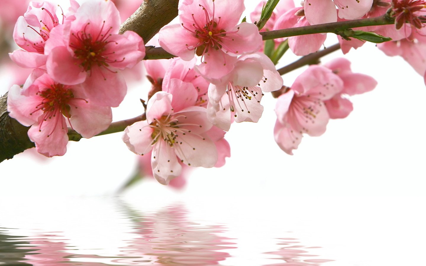 Обои цветы, вода, ветка, отражение, весна, розовые, сакура, flowers, water, branch, reflection, spring, pink, sakura разрешение 3840x2160 Загрузить