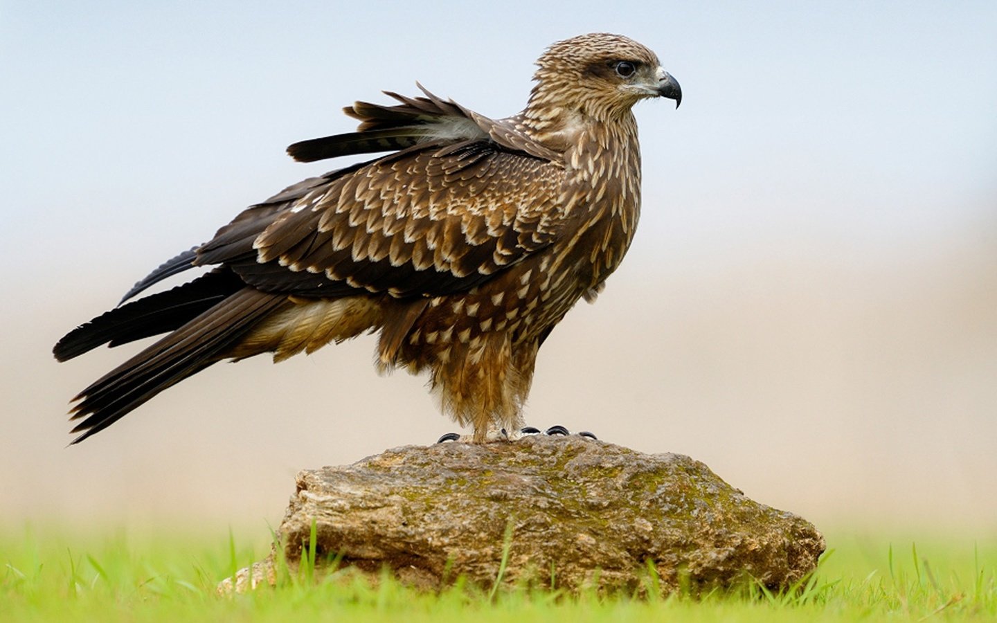 Обои трава, крылья, камень, птица, клюв, перья, сокол, grass, wings, stone, bird, beak, feathers, falcon разрешение 1920x1080 Загрузить