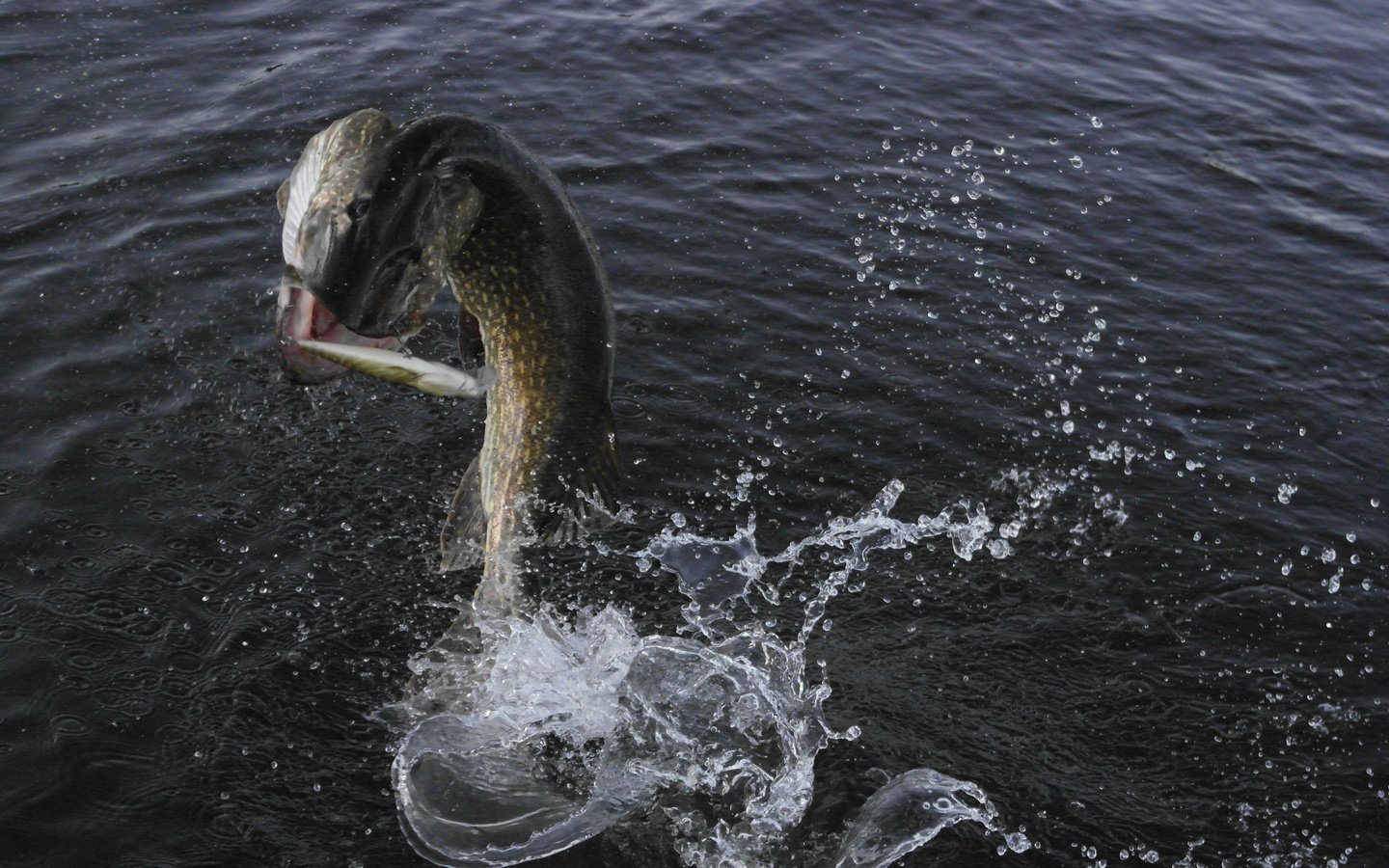 Обои вода, капли, брызги, всплеск, рыбка, рыба, улов, щука, water, drops, squirt, splash, fish, catch, pike разрешение 3840x2160 Загрузить