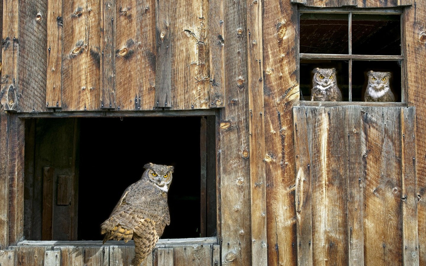 Обои сова, птицы, хищник, окно, сарай, совы, owl, birds, predator, window, the barn, owls разрешение 1920x1080 Загрузить