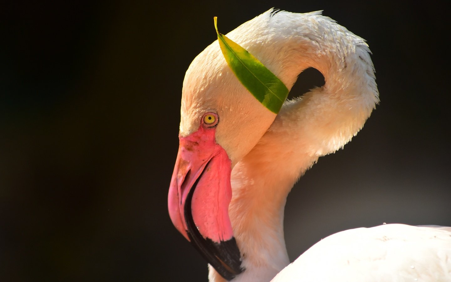 Обои морда, фламинго, птица, клюв, черный фон, шея, face, flamingo, bird, beak, black background, neck разрешение 2944x2000 Загрузить