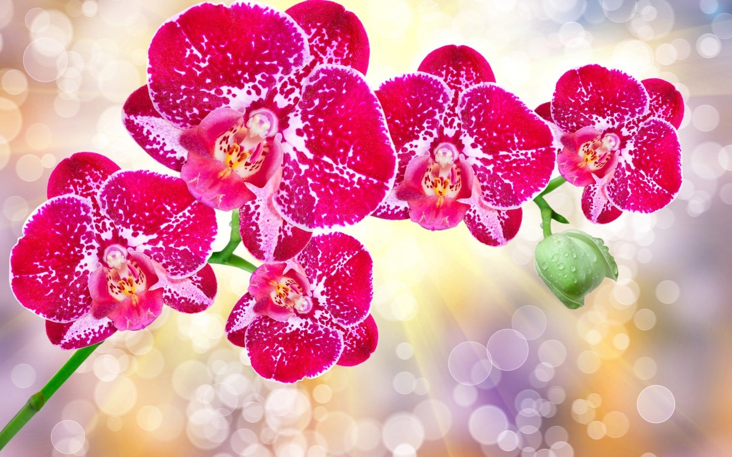 Обои цветы, лепестки, блики, орхидеи, flowers, petals, glare, orchids разрешение 2560x1600 Загрузить