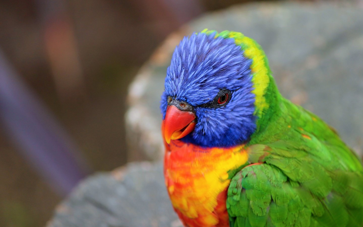 Обои птица, клюв, перья, попугай, радужный лорикет, bird, beak, feathers, parrot, rainbow lorikeet разрешение 4272x2848 Загрузить