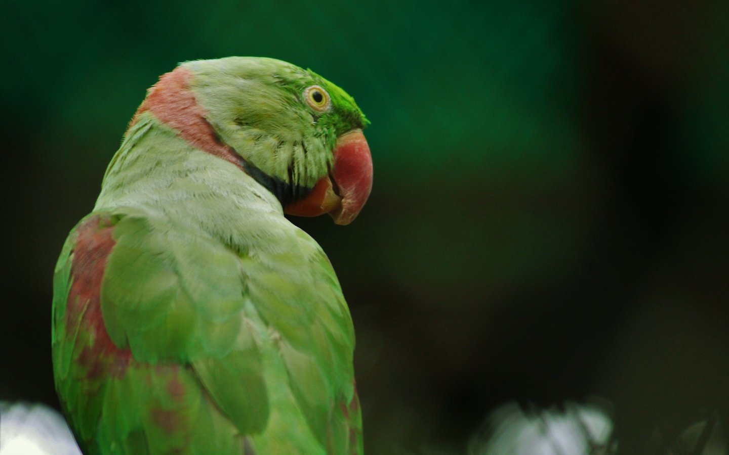 Обои птица, клюв, перья, попугай, кольчатый попугай, bird, beak, feathers, parrot, ringed parrot разрешение 5184x3456 Загрузить