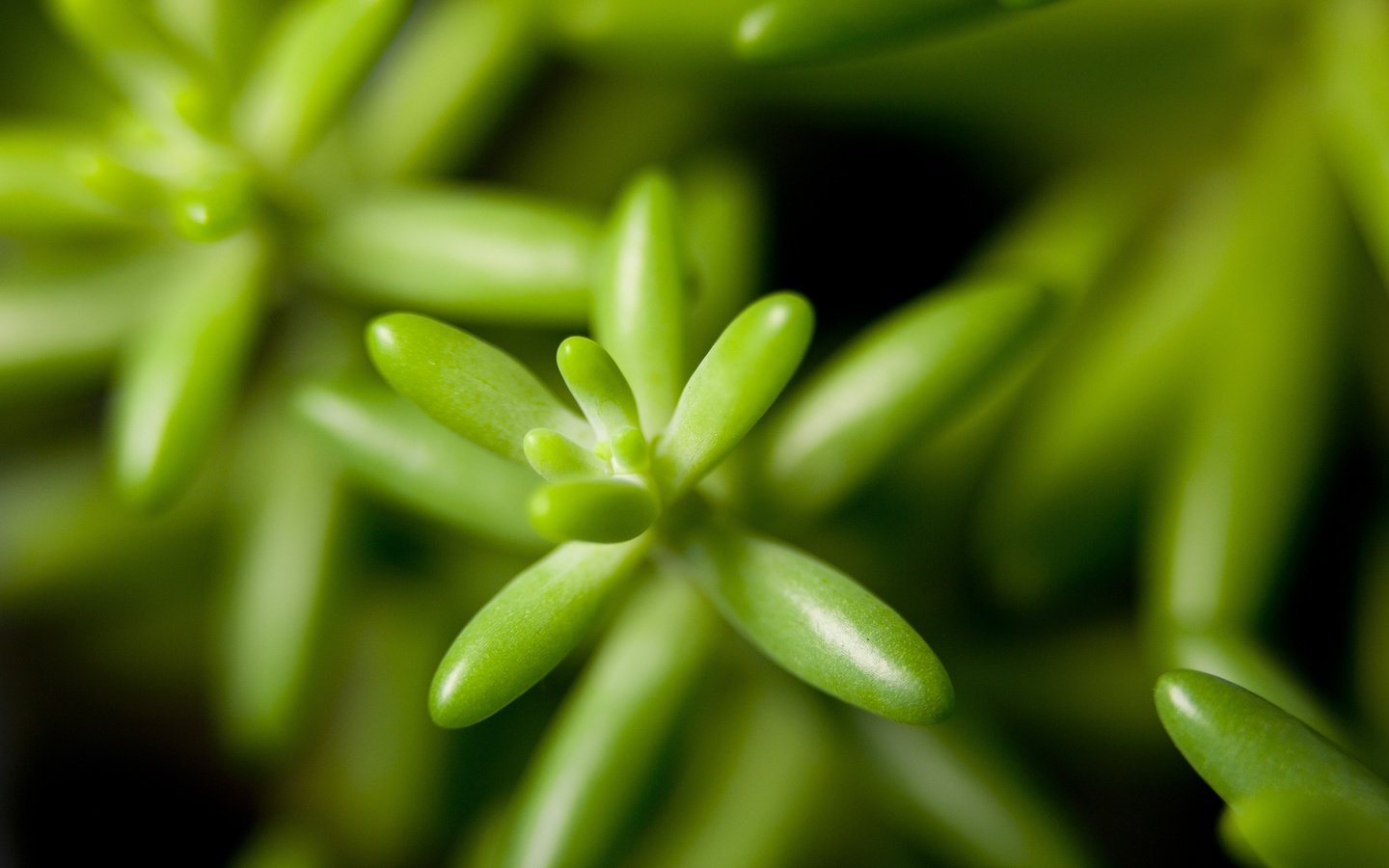 Обои растения, листья, крупным планом, plants, leaves, closeup разрешение 4368x2912 Загрузить