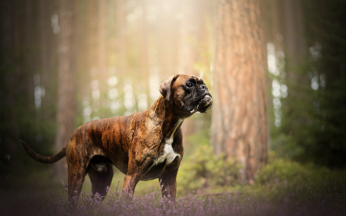 Обои природа, собака, друг, боксер, nature, dog, each, boxer разрешение 2048x1213 Загрузить