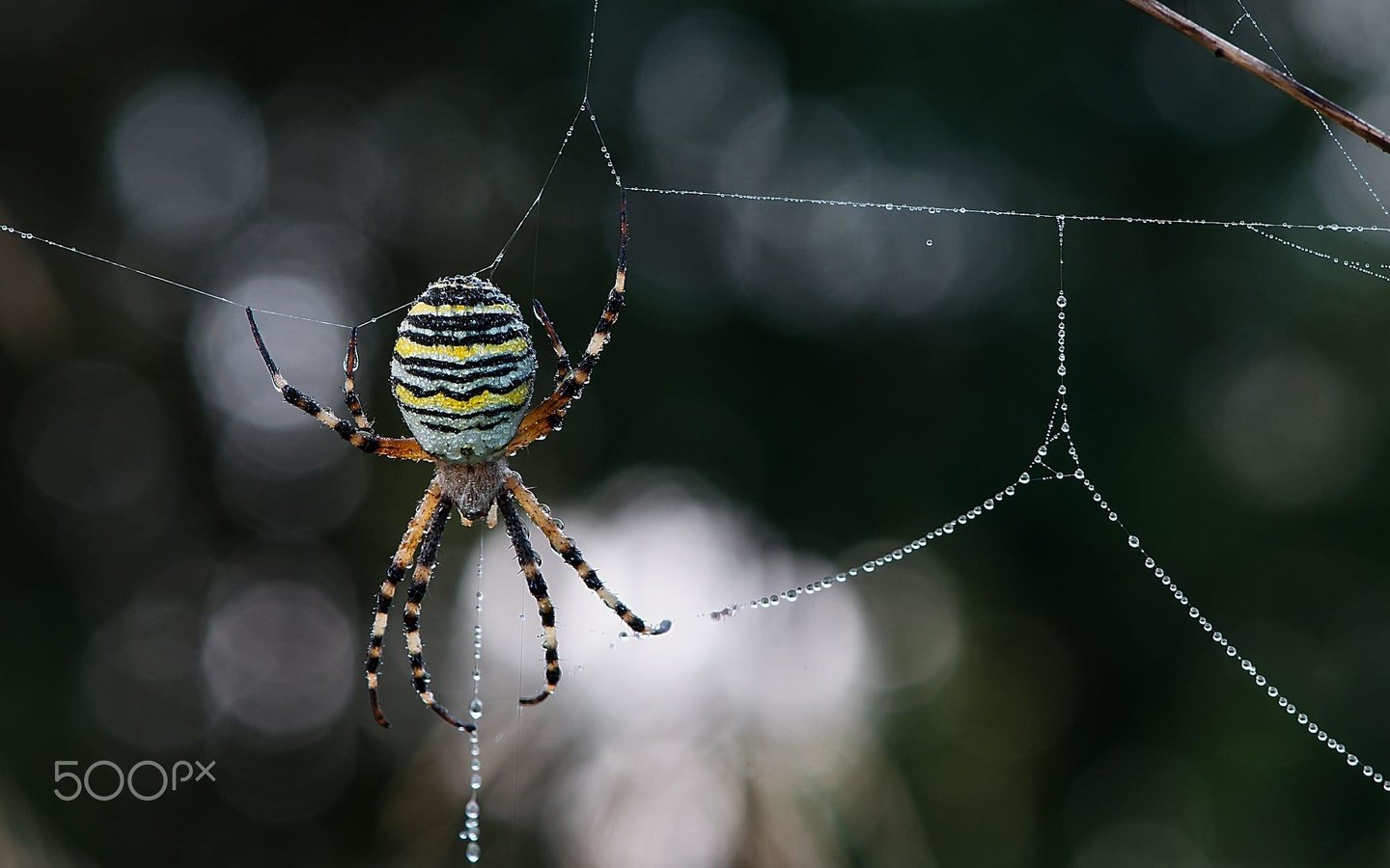 Обои макро, роса, капли, размытость, паук, паутина, leo pöcksteiner, macro, rosa, drops, blur, spider, web разрешение 2000x1328 Загрузить