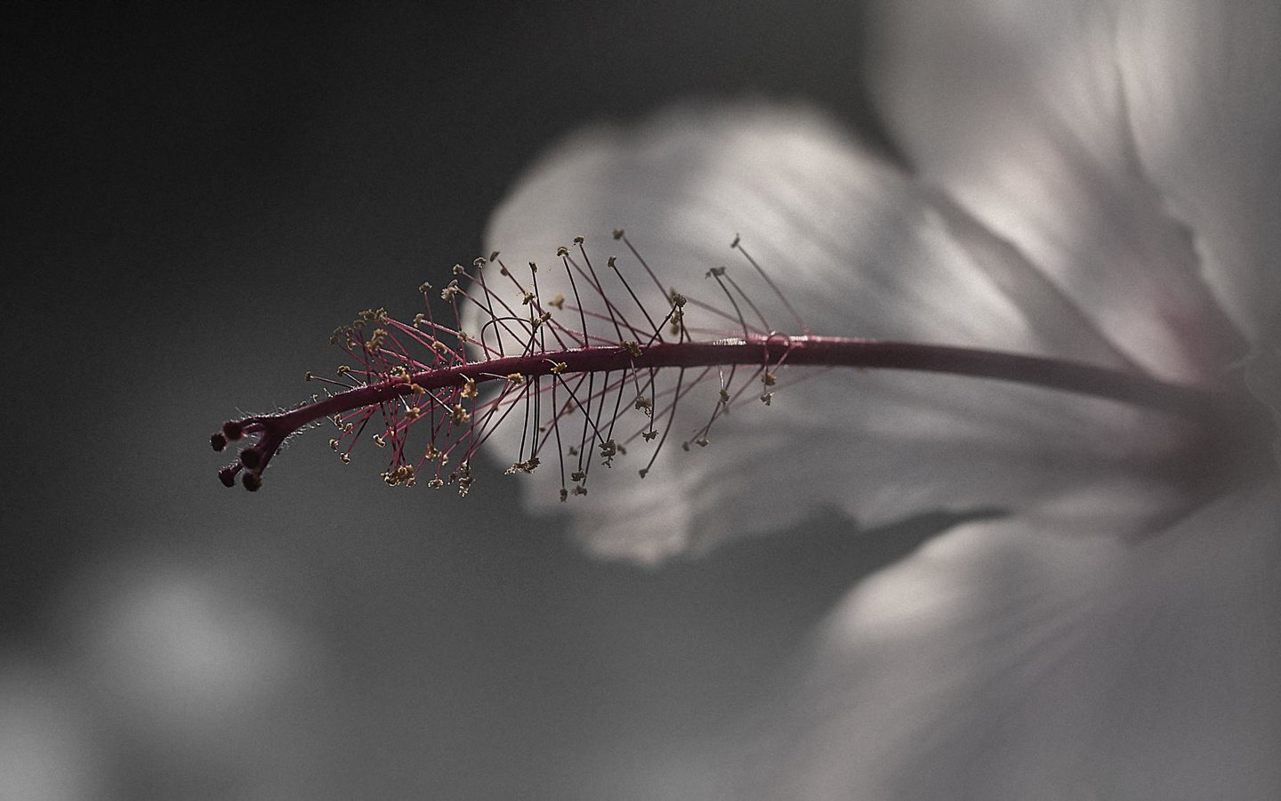 Обои макро, цветок, лепестки, размытость, гибискус, nasser osman, macro, flower, petals, blur, hibiscus разрешение 2048x1121 Загрузить