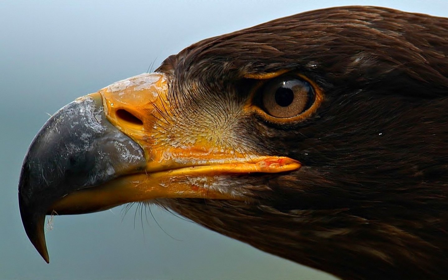 Обои глаза, орел, хищник, профиль, птица, клюв, eyes, eagle, predator, profile, bird, beak разрешение 1920x1080 Загрузить