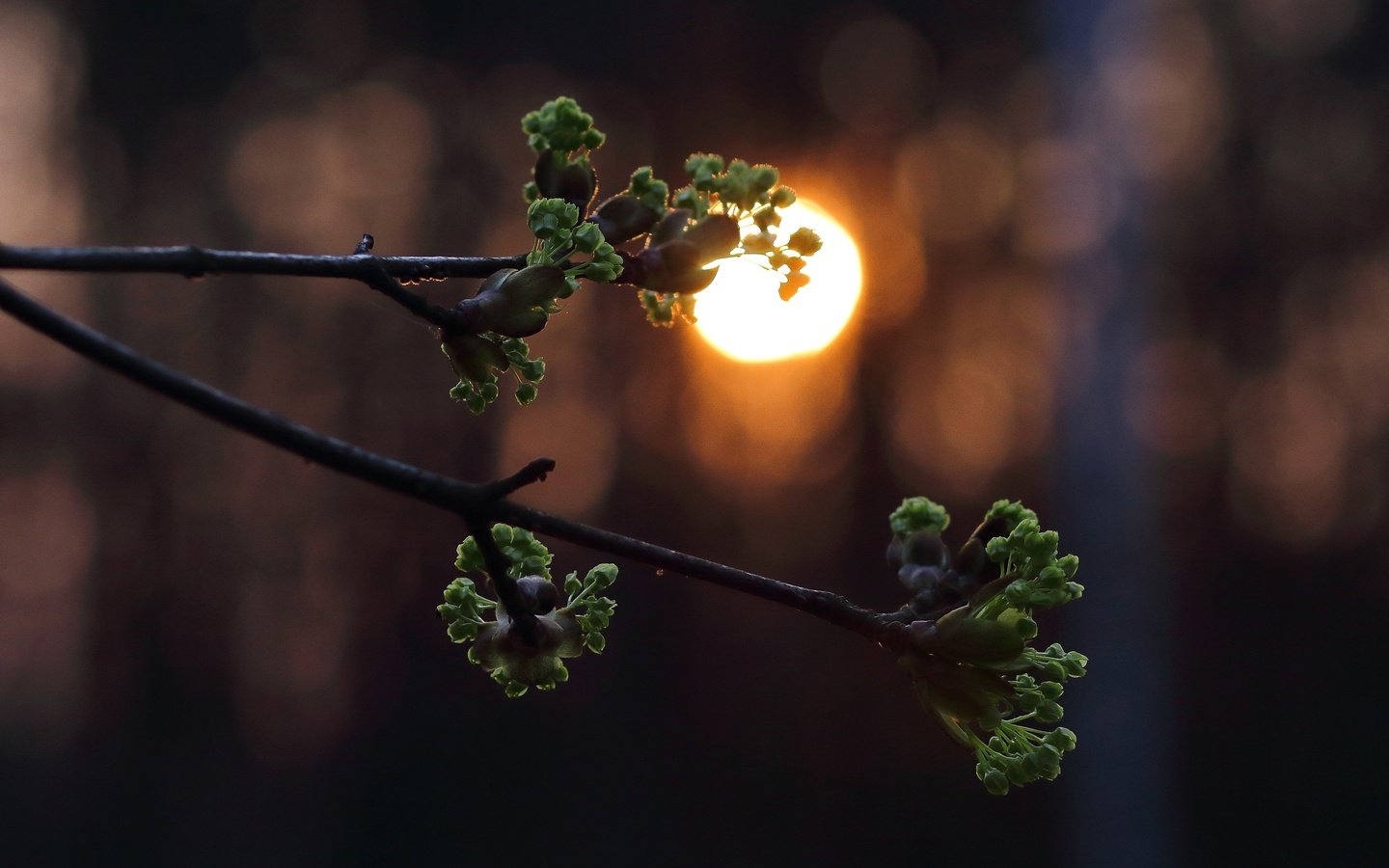 Обои ветка, солнце, листья, закат, весна, почки, branch, the sun, leaves, sunset, spring, kidney разрешение 3840x2560 Загрузить