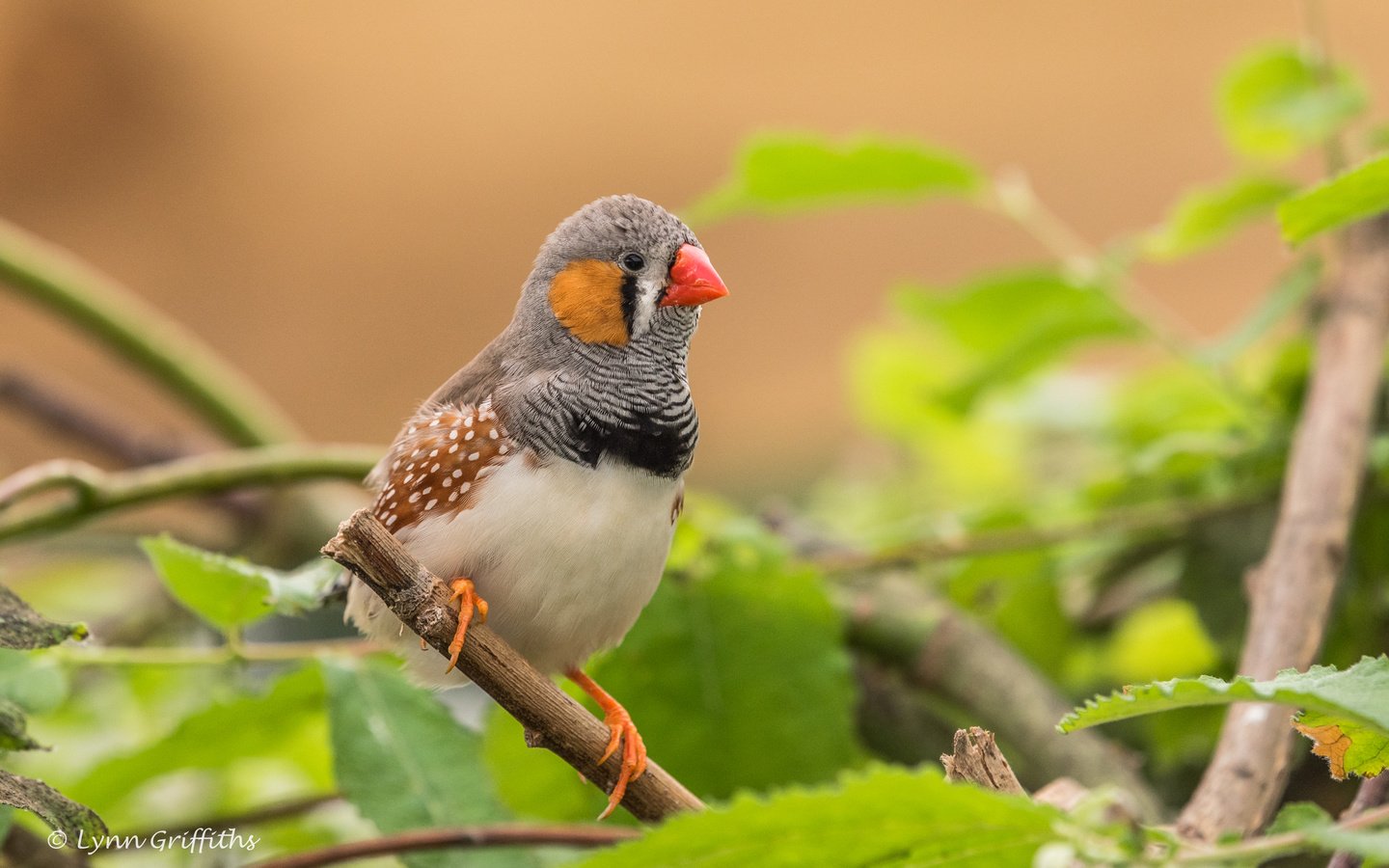 Обои листья, ветки, птица, клюв, перья, зебровая амадина, амадина, lynn griffiths, zebra finch, leaves, branches, bird, beak, feathers, the finch, amadina разрешение 4277x2855 Загрузить