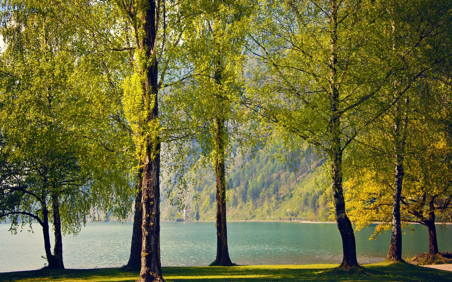 Обои деревья, озеро, природа, березы, швейцария, весна, trees, lake, nature, birch, switzerland, spring разрешение 2560x1600 Загрузить