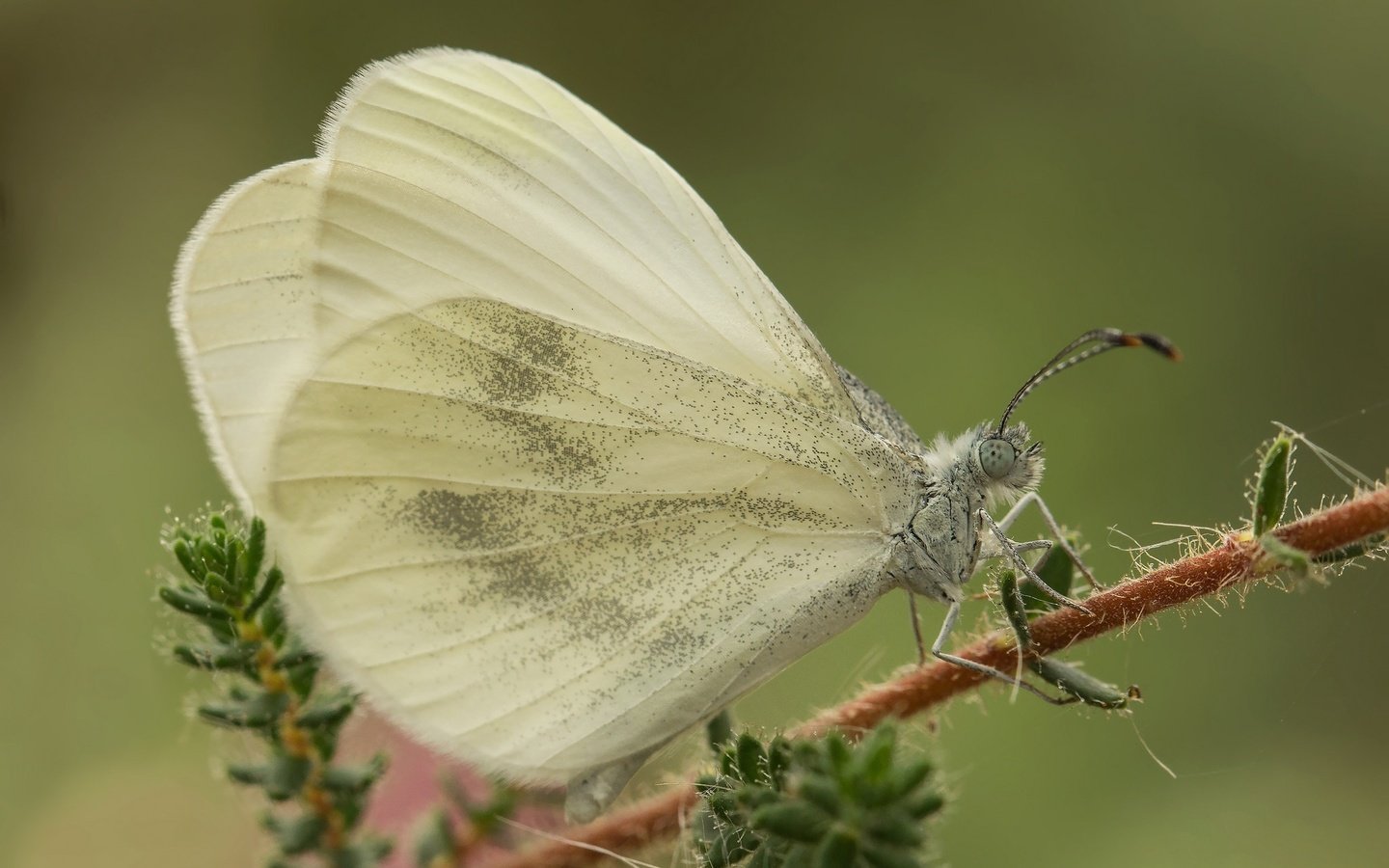 Обои макро, насекомое, бабочка, крылья, растение, белянка, macro, insect, butterfly, wings, plant, belyanka разрешение 2048x1365 Загрузить