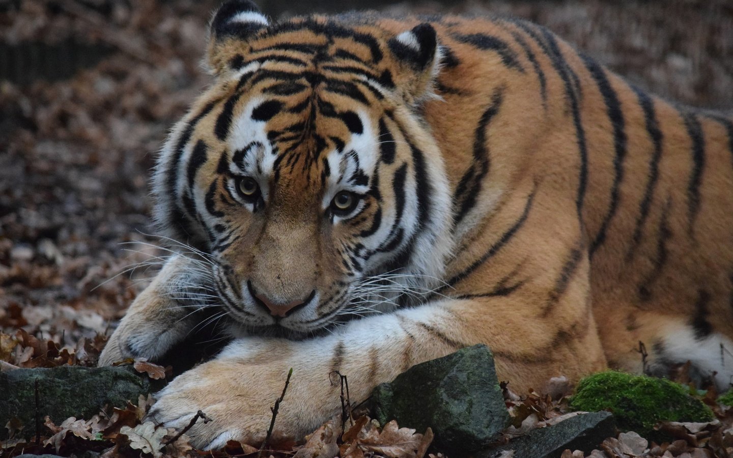 Обои тигр, морда, шерсть, взгляд, хищник, дикая кошка, амурский тигр, tiger, face, wool, look, predator, wild cat, the amur tiger разрешение 5873x3915 Загрузить