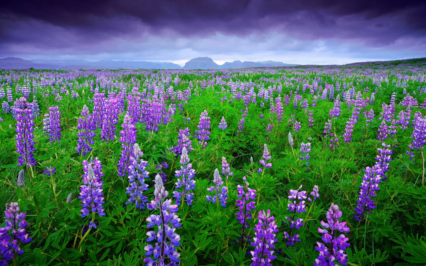 Обои небо, цветы, горы, тучи, поле, лето, исландия, люпины, the sky, flowers, mountains, clouds, field, summer, iceland, lupins разрешение 2048x1367 Загрузить