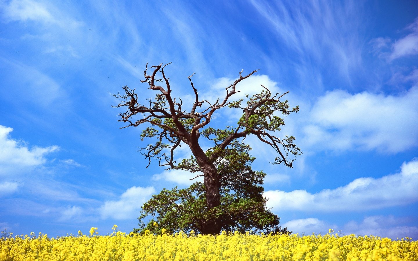 Обои небо, цветы, облака, дерево, весна, рапс, the sky, flowers, clouds, tree, spring, rape разрешение 2048x1365 Загрузить