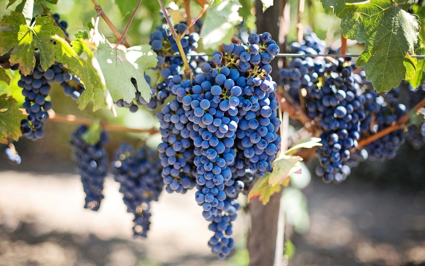 Обои листья, виноград, ягода, виноградник, грозди, виноградная гроздь, leaves, grapes, berry, vineyard, bunches, a bunch of grapes разрешение 5538x3692 Загрузить