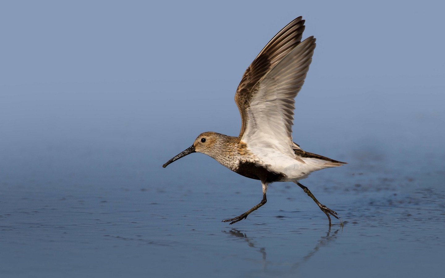 Обои вода, крылья, птица, клюв, чернозобик, water, wings, bird, beak, dunlin разрешение 2048x1152 Загрузить