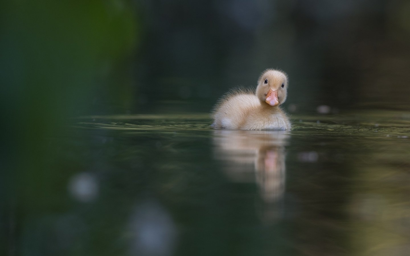 Обои вода, птица, клюв, утка, плывет, утенок, уточка, water, bird, beak, duck, floats разрешение 2000x1333 Загрузить