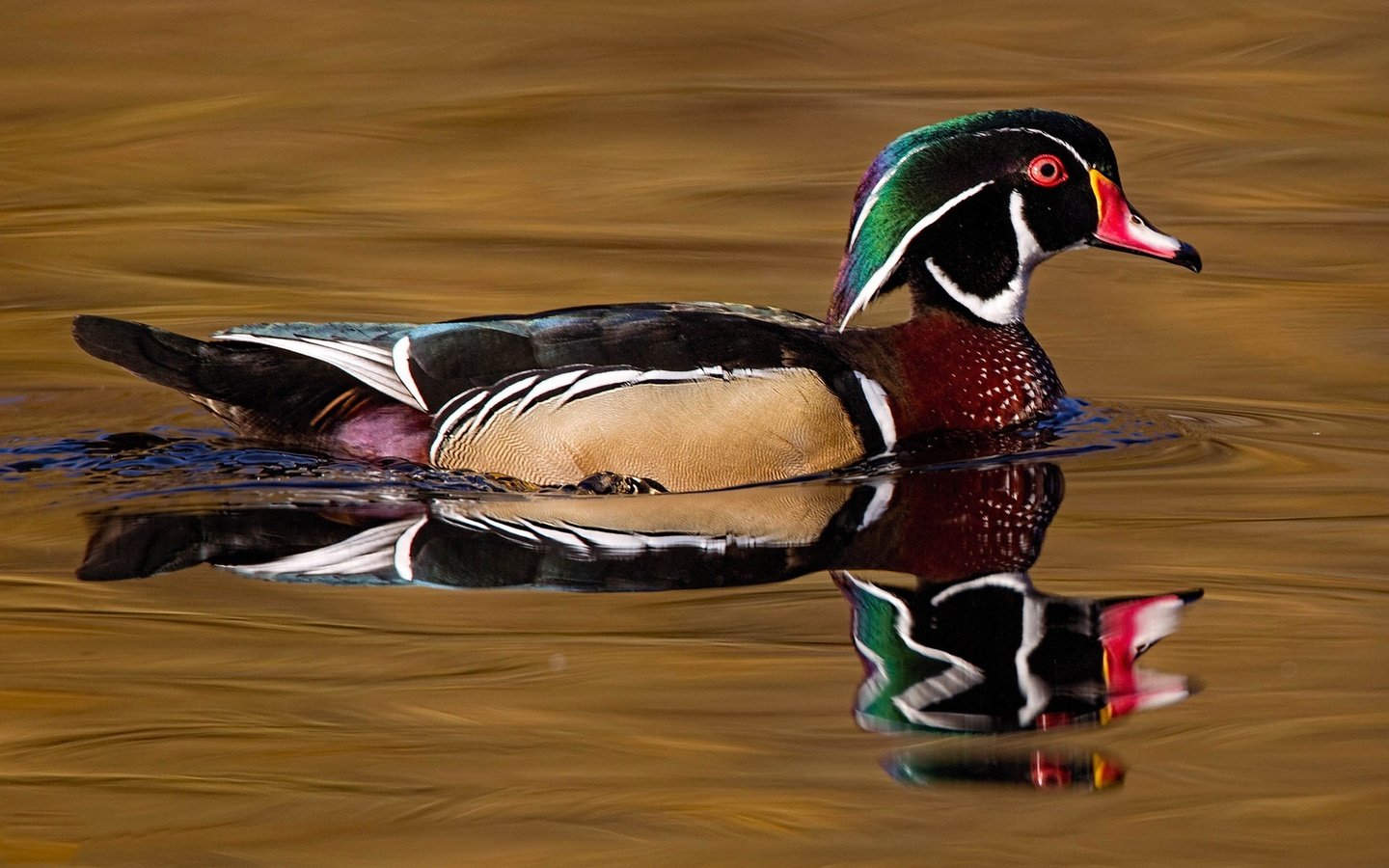 Обои вода, отражение, птица, клюв, перья, утка, каролинская утка, water, reflection, bird, beak, feathers, duck, wood duck разрешение 2048x1152 Загрузить