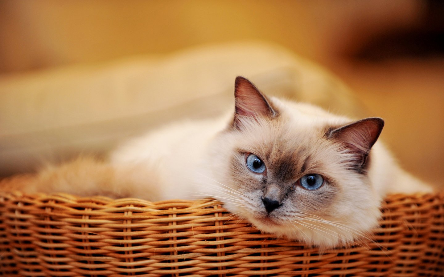 Обои кот, мордочка, усы, кошка, взгляд, корзинка, голубоглазый, cat, muzzle, mustache, look, basket, blue-eyed разрешение 3400x2263 Загрузить