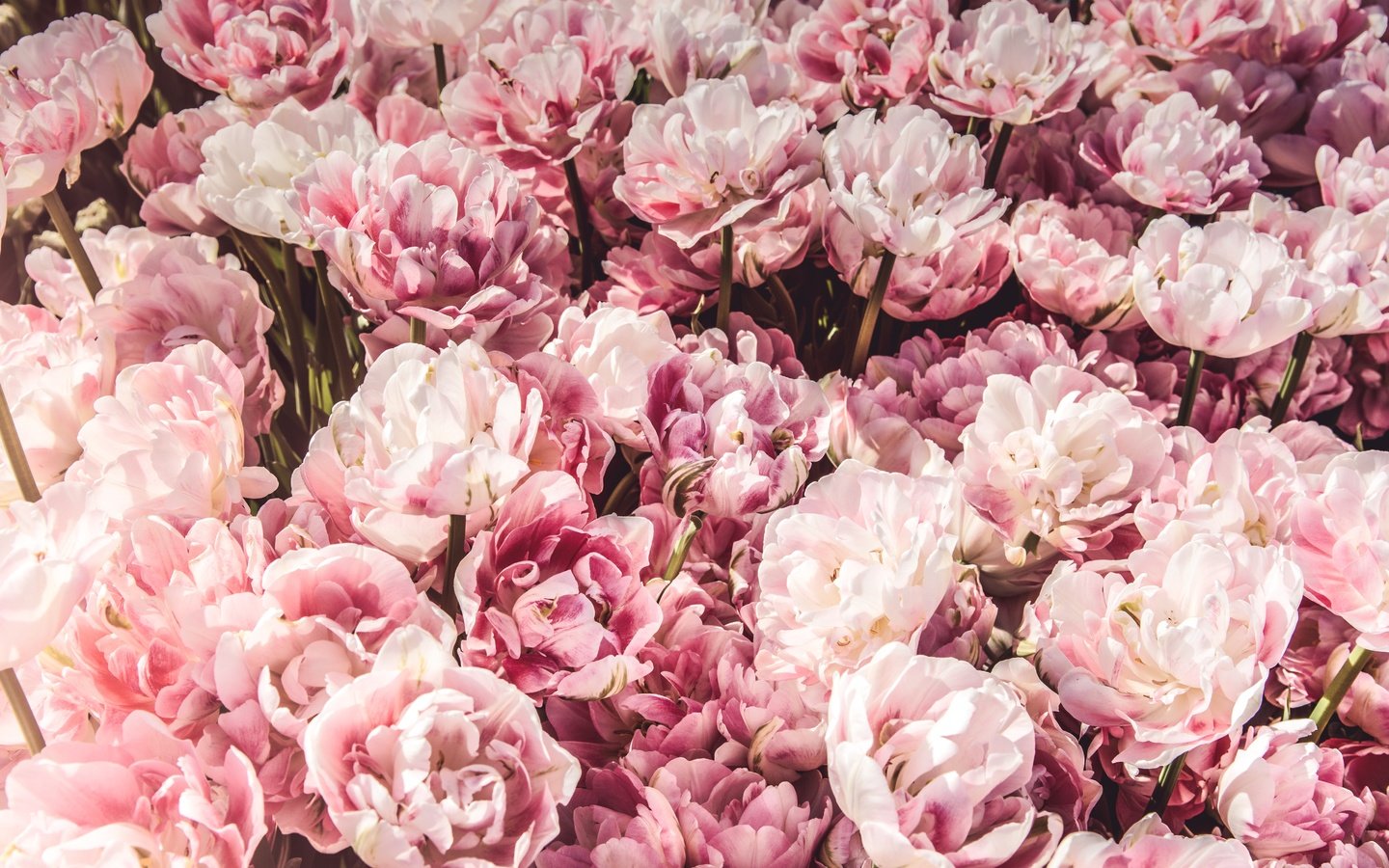 Обои цветы, бутоны, розовые, много, flowers, buds, pink, a lot разрешение 5853x3902 Загрузить