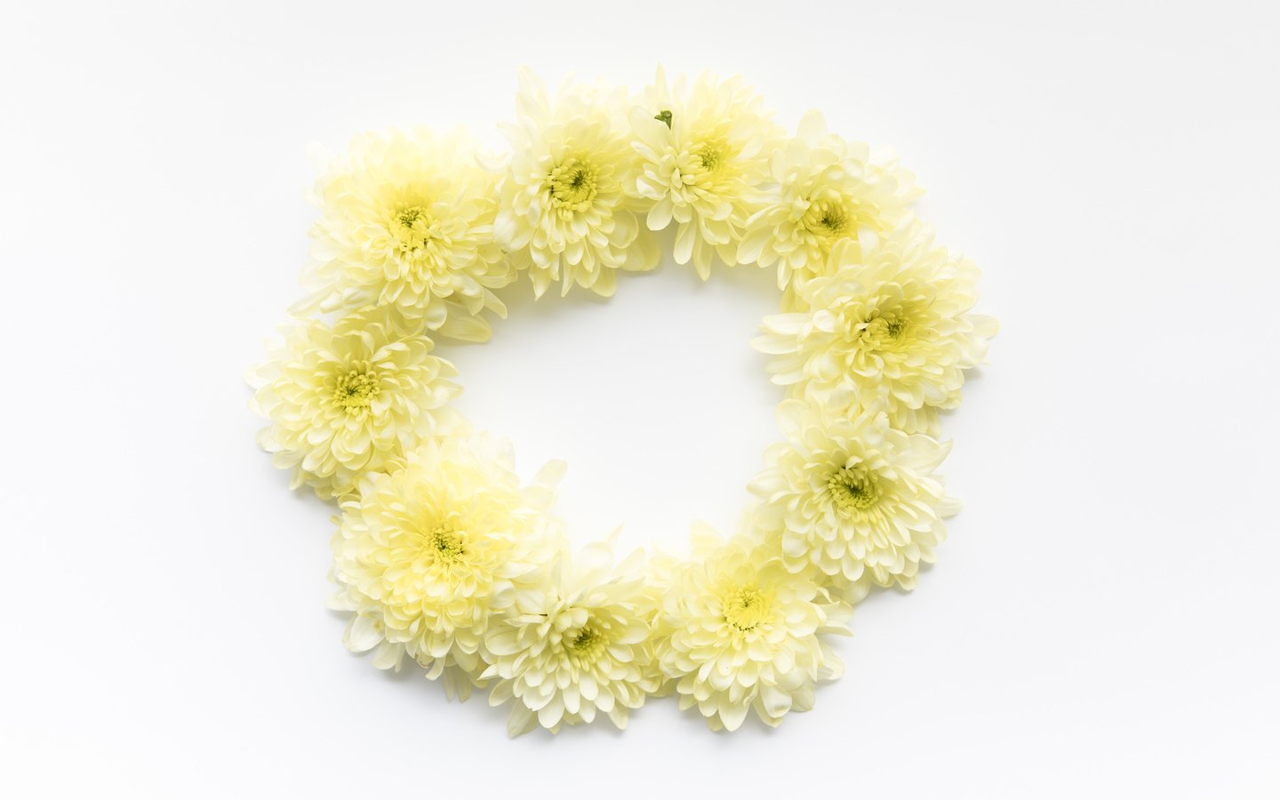 Обои цветы, круг, хризантемы, маргаритки, flowers, round, chrysanthemum, daisy разрешение 6219x4146 Загрузить