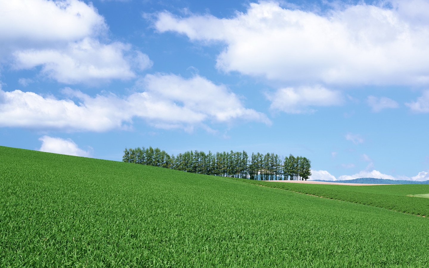 Обои небо, холм, трава, облака, деревья, поле, даль, травка, ели, the sky, hill, grass, clouds, trees, field, dal, weed, ate разрешение 1920x1080 Загрузить