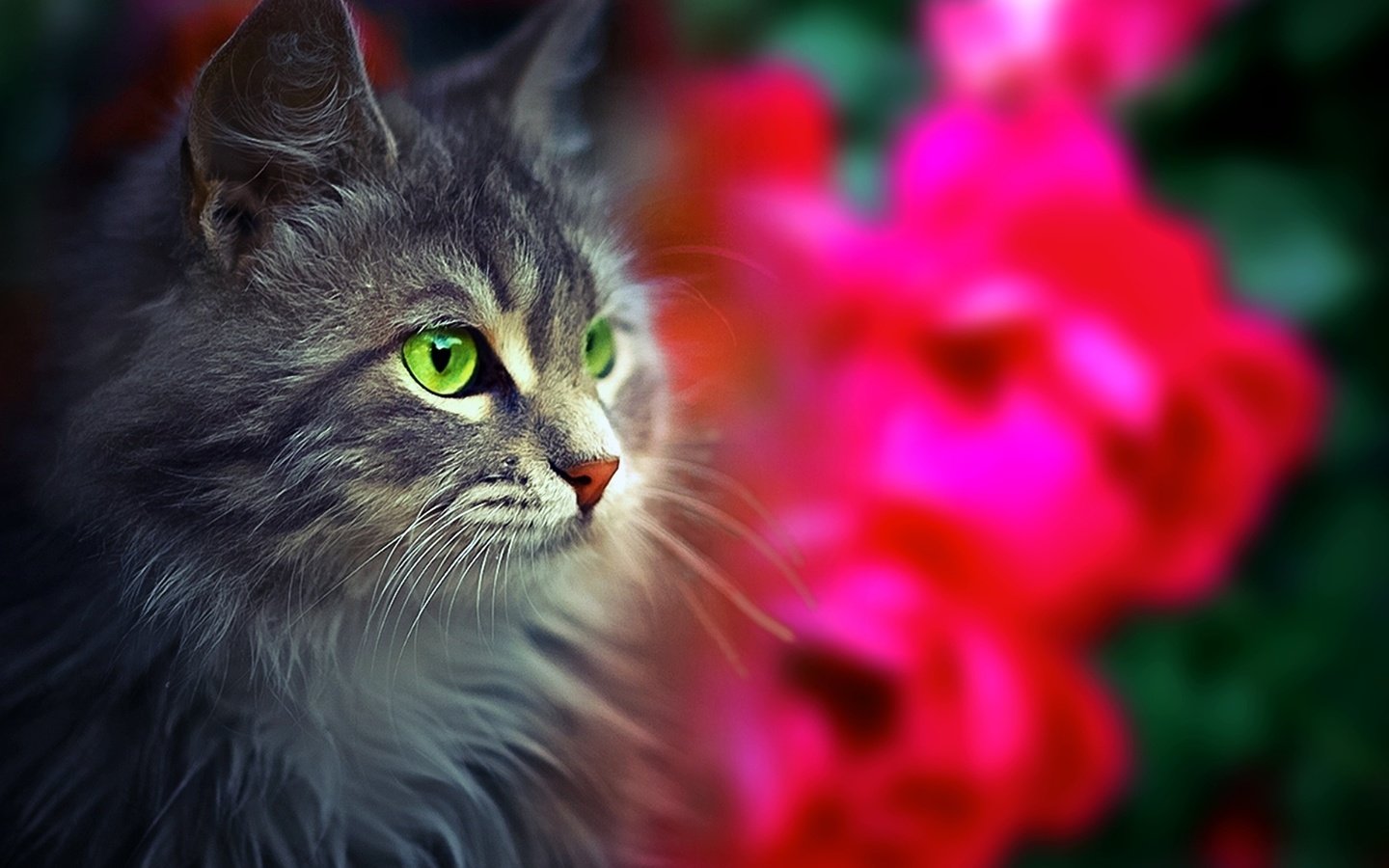 Обои глаза, морда, кот, взгляд, пушистый, eyes, face, cat, look, fluffy разрешение 1920x1200 Загрузить