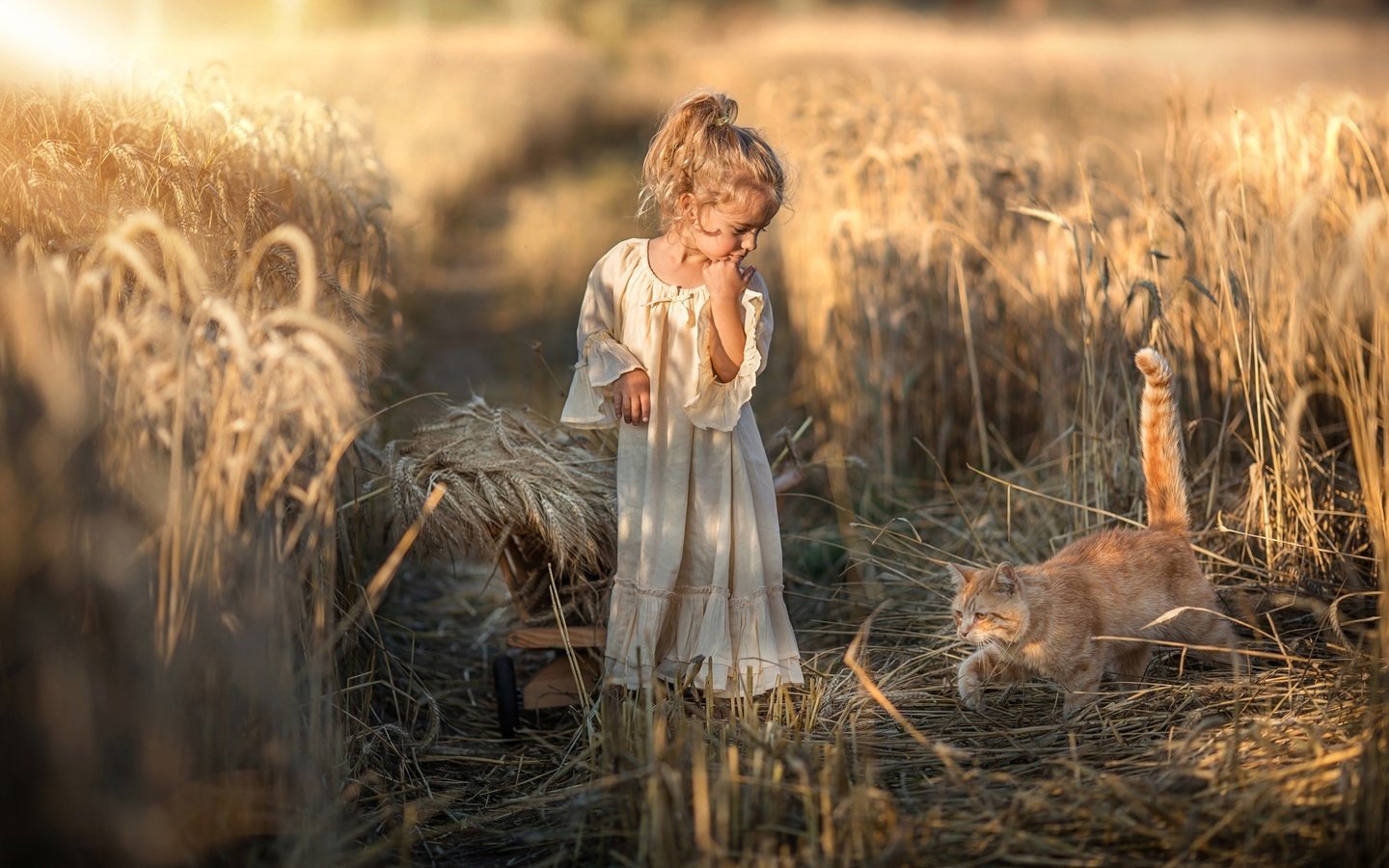 Обои природа, платье, кот, поле, девочка, колосья, животное, тележка, nature, dress, cat, field, girl, ears, animal, truck разрешение 2048x1317 Загрузить