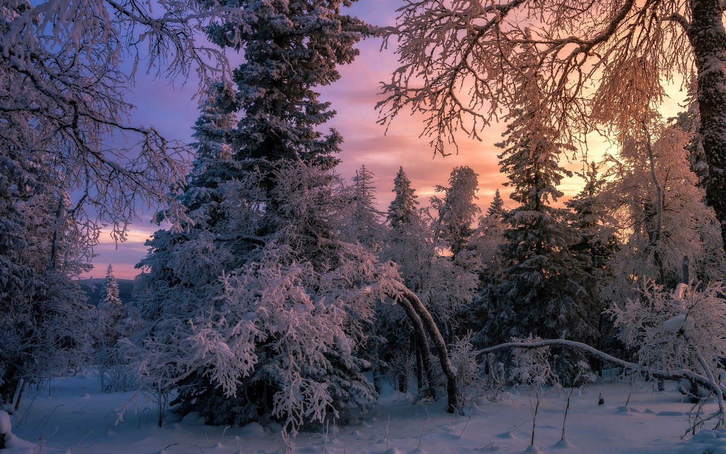 Обои снег, лес, зима, елки, snow, forest, winter, tree разрешение 1920x1280 Загрузить