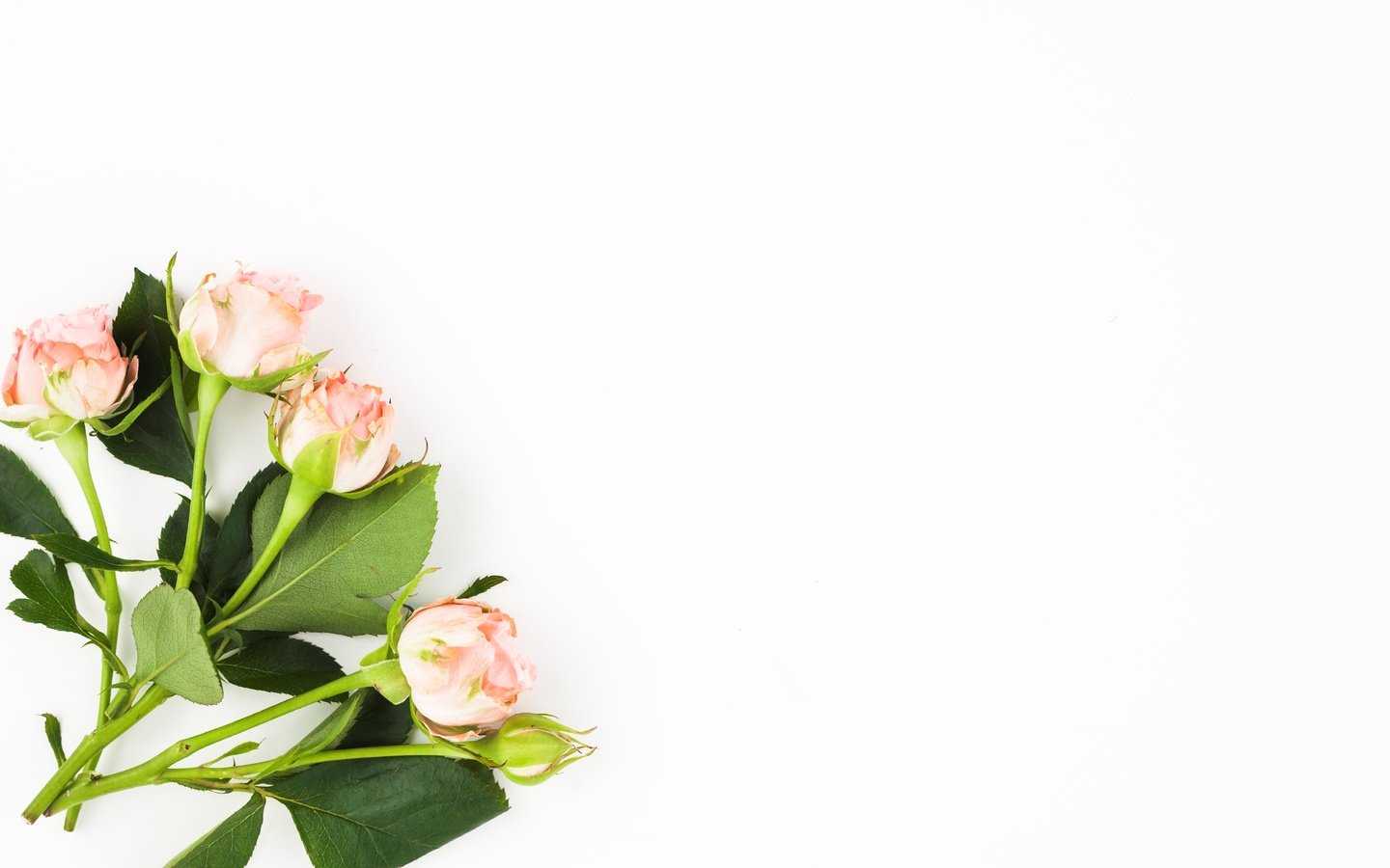Обои бутоны, фон, розы, белый, букет, buds, background, roses, white, bouquet разрешение 5018x2921 Загрузить