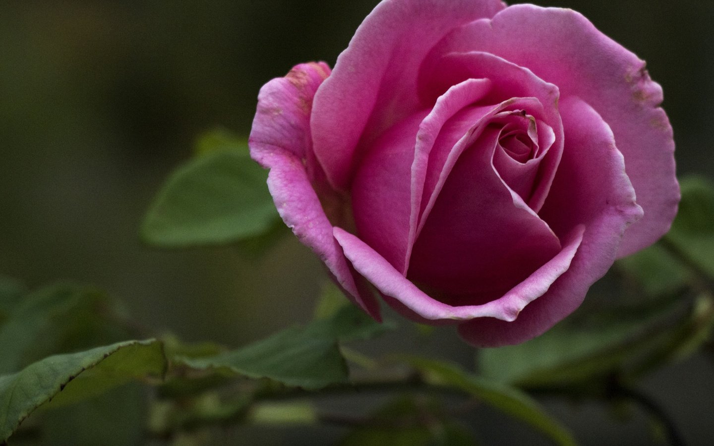 Обои листья, макро, цветок, роза, лепестки, бутон, leaves, macro, flower, rose, petals, bud разрешение 1920x1080 Загрузить