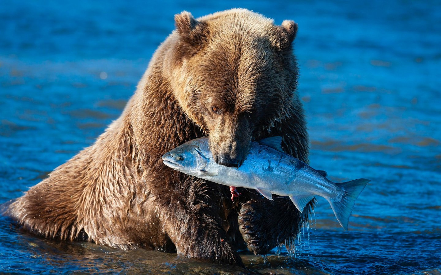 Обои морда, рыбалка, река, обед, поза, синий фон, лапы, добыча, медведь, бурый, водоем, мишка, купание, рыба, fish, face, fishing, river, lunch, pose, blue background, paws, mining, bear, brown, pond, bathing разрешение 1920x1080 Загрузить