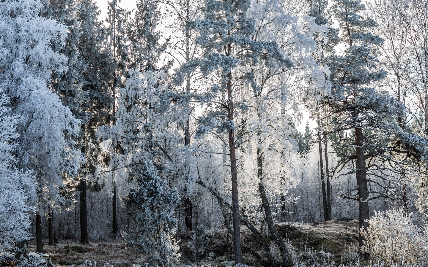 Обои деревья, природа, лес, зима, пейзаж, мороз, иней, лодки, trees, nature, forest, winter, landscape, frost, boats разрешение 2560x1600 Загрузить