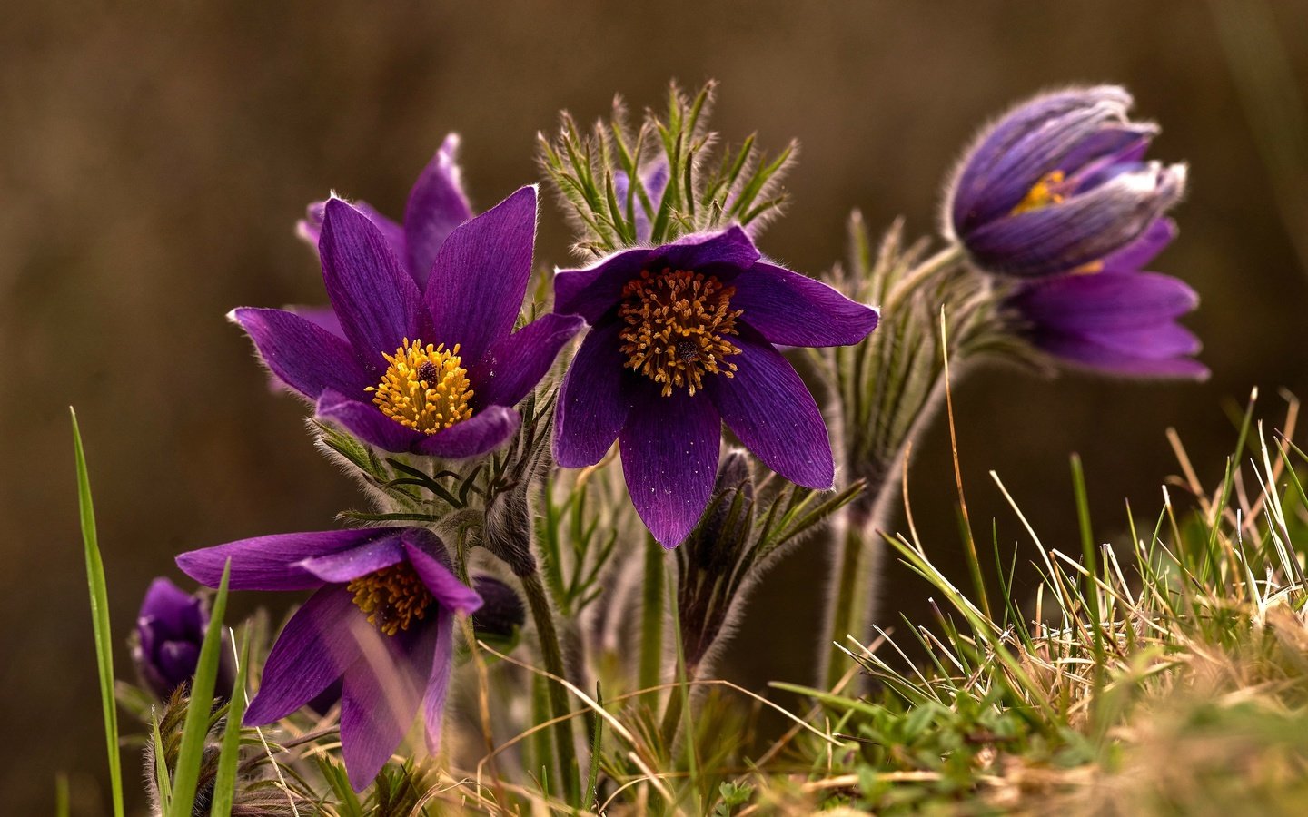 Обои макро, весна, сон-трава, macro, spring, sleep-grass разрешение 3360x2242 Загрузить