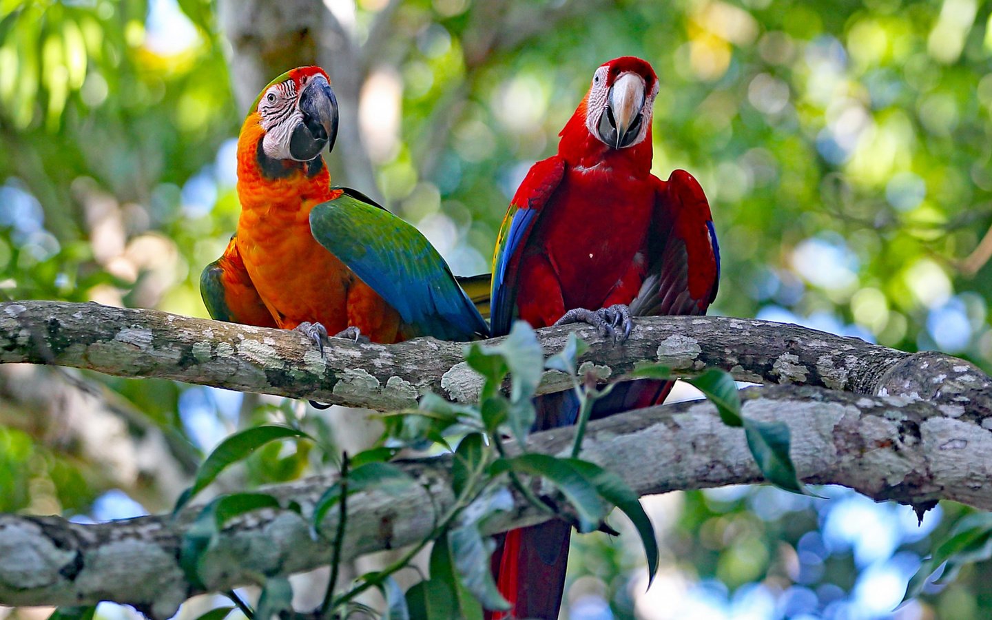 Обои дерево, птицы, клюв, пара, перья, ара, попугаи, tree, birds, beak, pair, feathers, ara, parrots разрешение 2112x1188 Загрузить