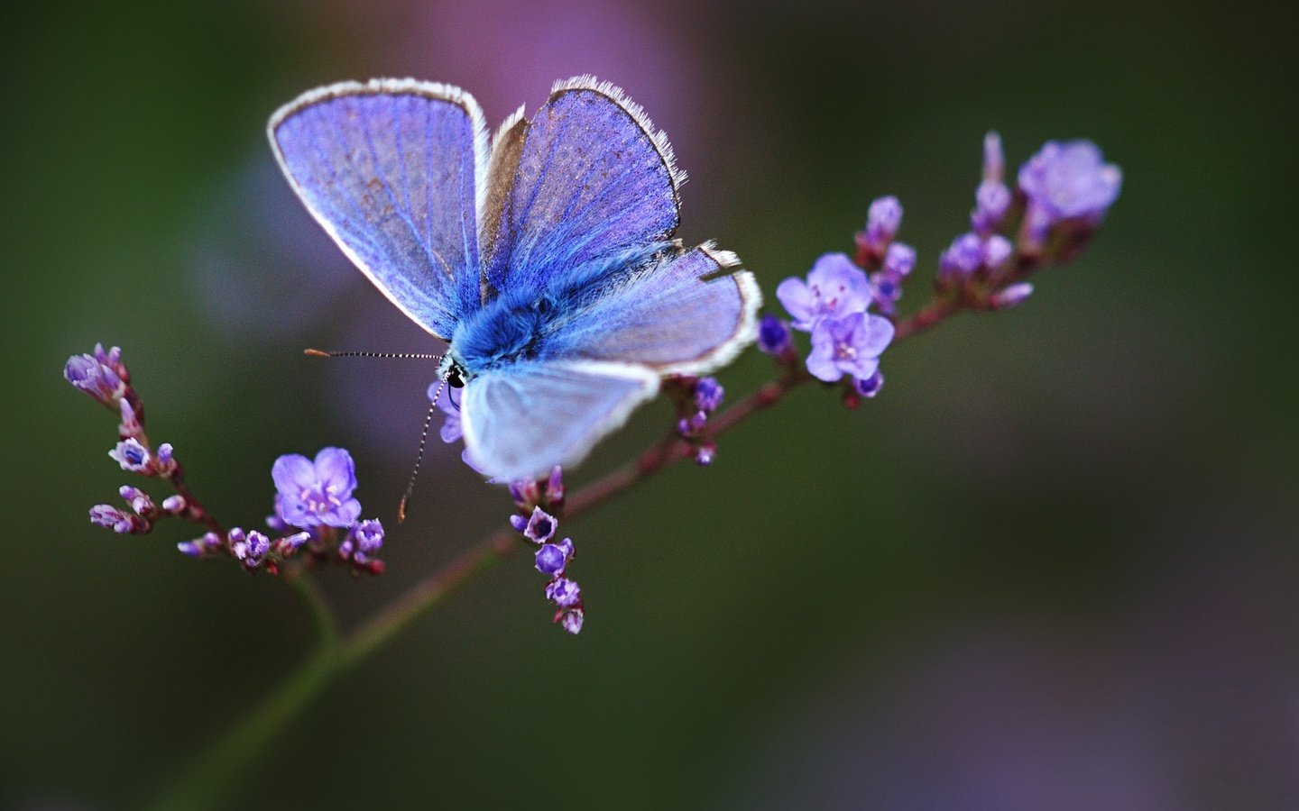 Обои макро, бабочка, веточка, цветки, боке, macro, butterfly, sprig, flowers, bokeh разрешение 2048x1152 Загрузить