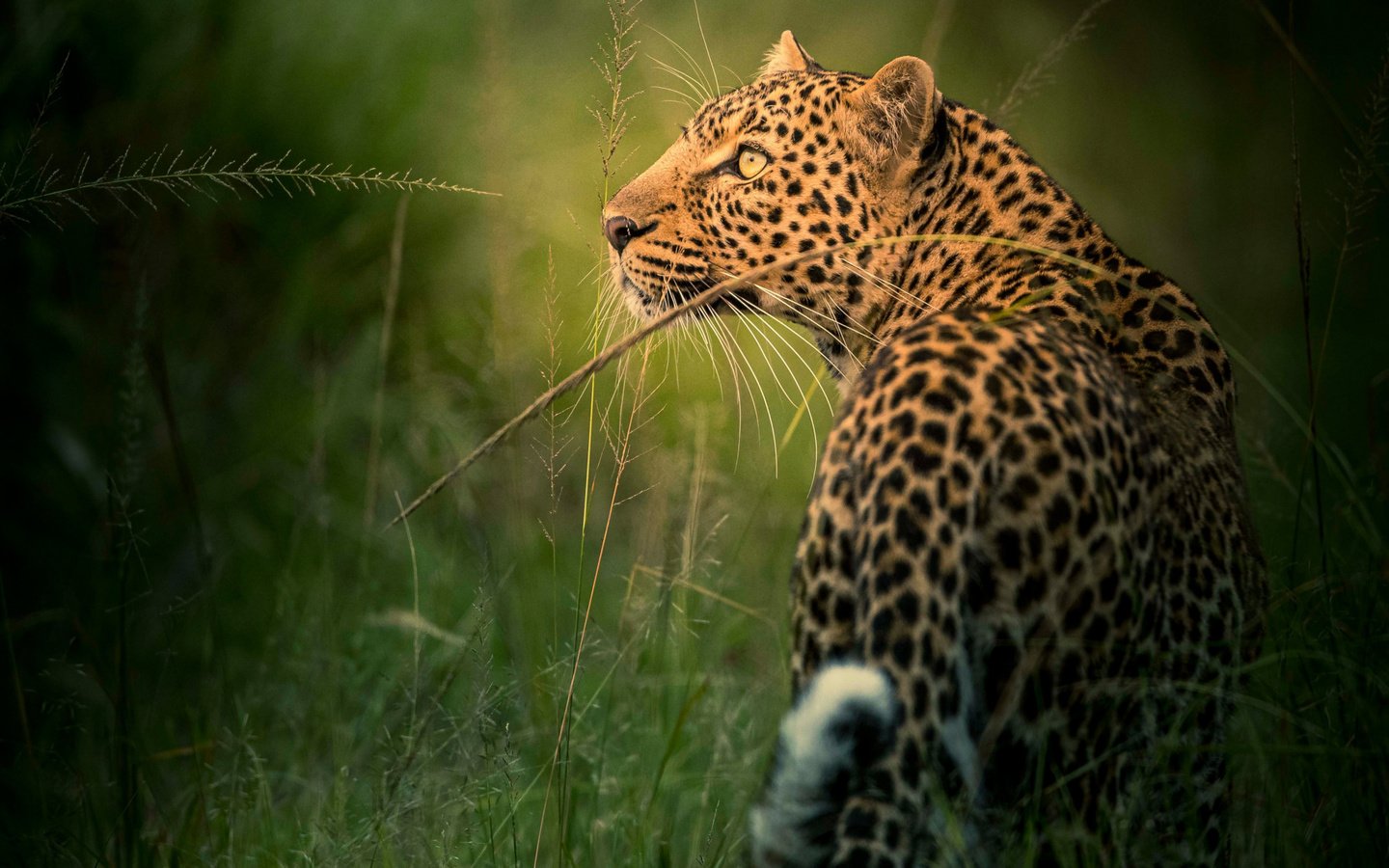 Обои морда, трава, взгляд, леопард, профиль, дикая кошка, face, grass, look, leopard, profile, wild cat разрешение 2112x1188 Загрузить