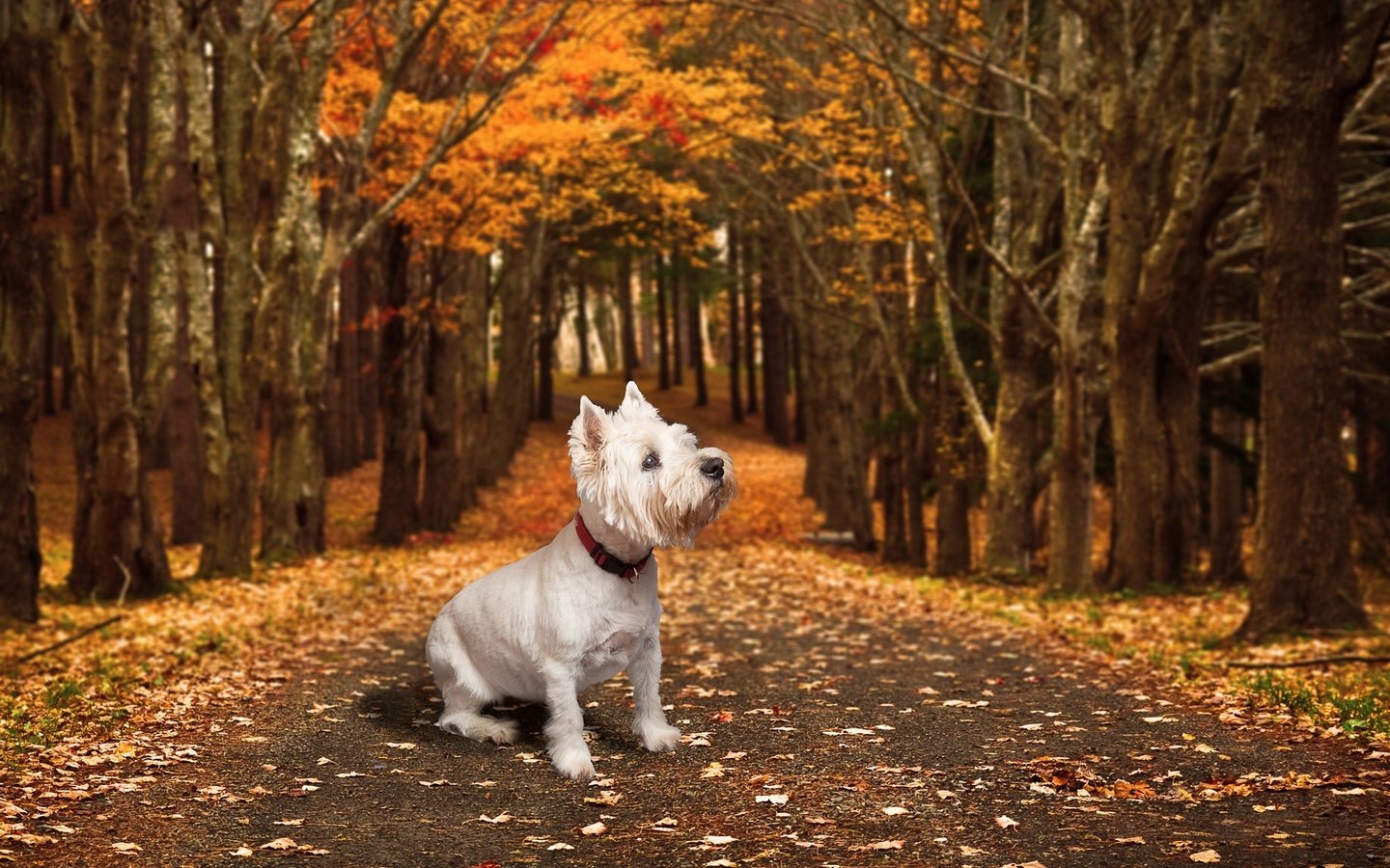 Обои дорога, осень, собака, друг, вест-хайленд-уайт-терьер, road, autumn, dog, each, the west highland white terrier разрешение 2048x1152 Загрузить