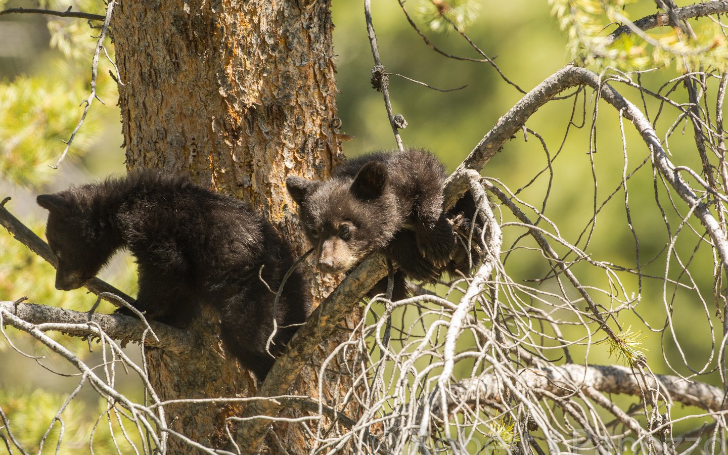 Обои дерево, парочка, на дереве, медвежата, барибал, tree, a couple, on the tree, bears, baribal разрешение 2048x1365 Загрузить