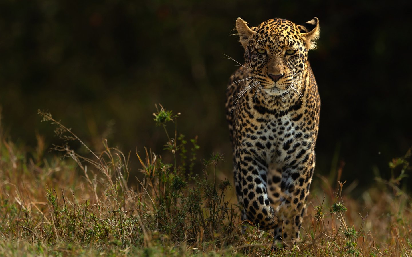 Обои природа, фон, взгляд, леопард, прогулка, темный, nature, background, look, leopard, walk, dark разрешение 2112x1188 Загрузить