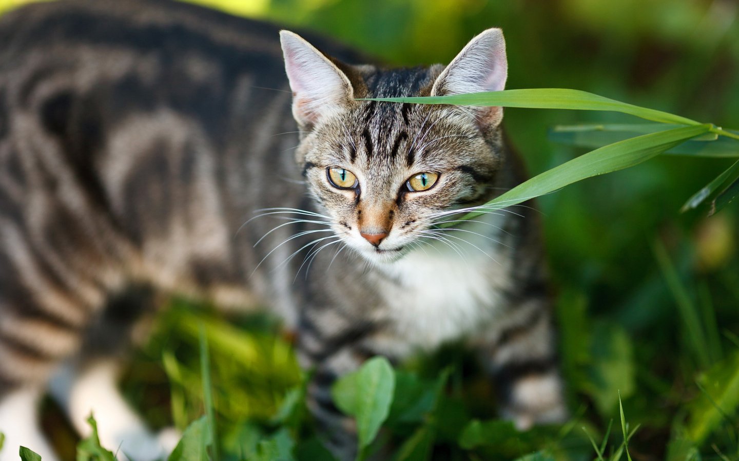 Обои морда, трава, портрет, кот, кошка, взгляд, серый, полосатый, face, grass, portrait, cat, look, grey, striped разрешение 2112x1188 Загрузить