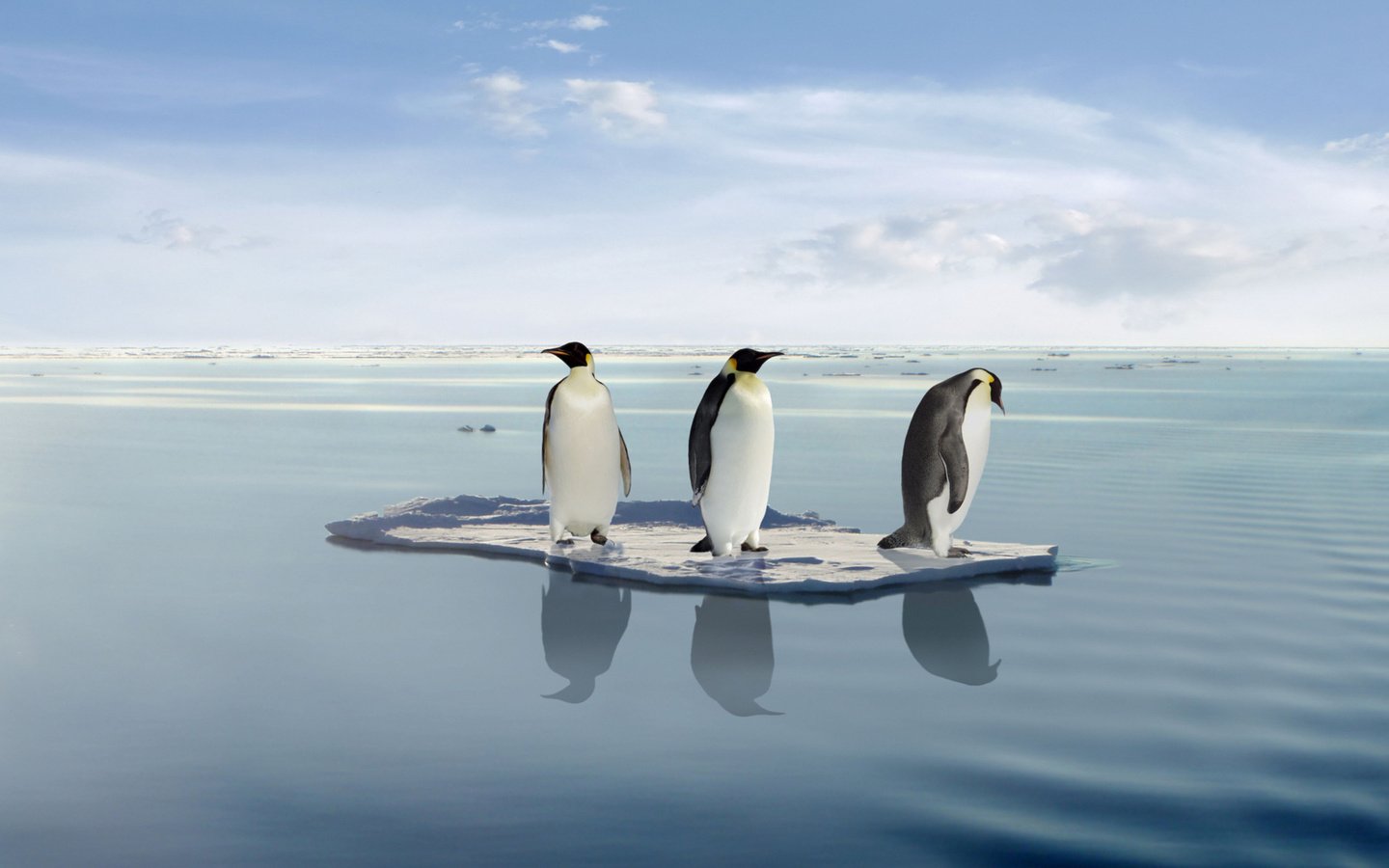 Обои океан, пингвины, льдина, на льдине, в океане, the ocean, penguins, floe, on the ice, in the ocean разрешение 1920x1200 Загрузить