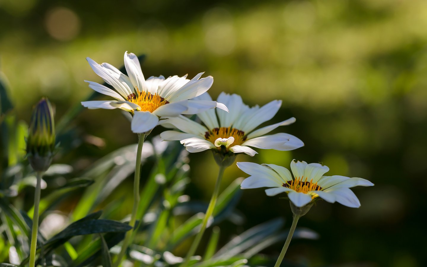 Обои цветы, природа, лето, белая, боке, газания, flowers, nature, summer, white, bokeh, gazania разрешение 2113x1409 Загрузить