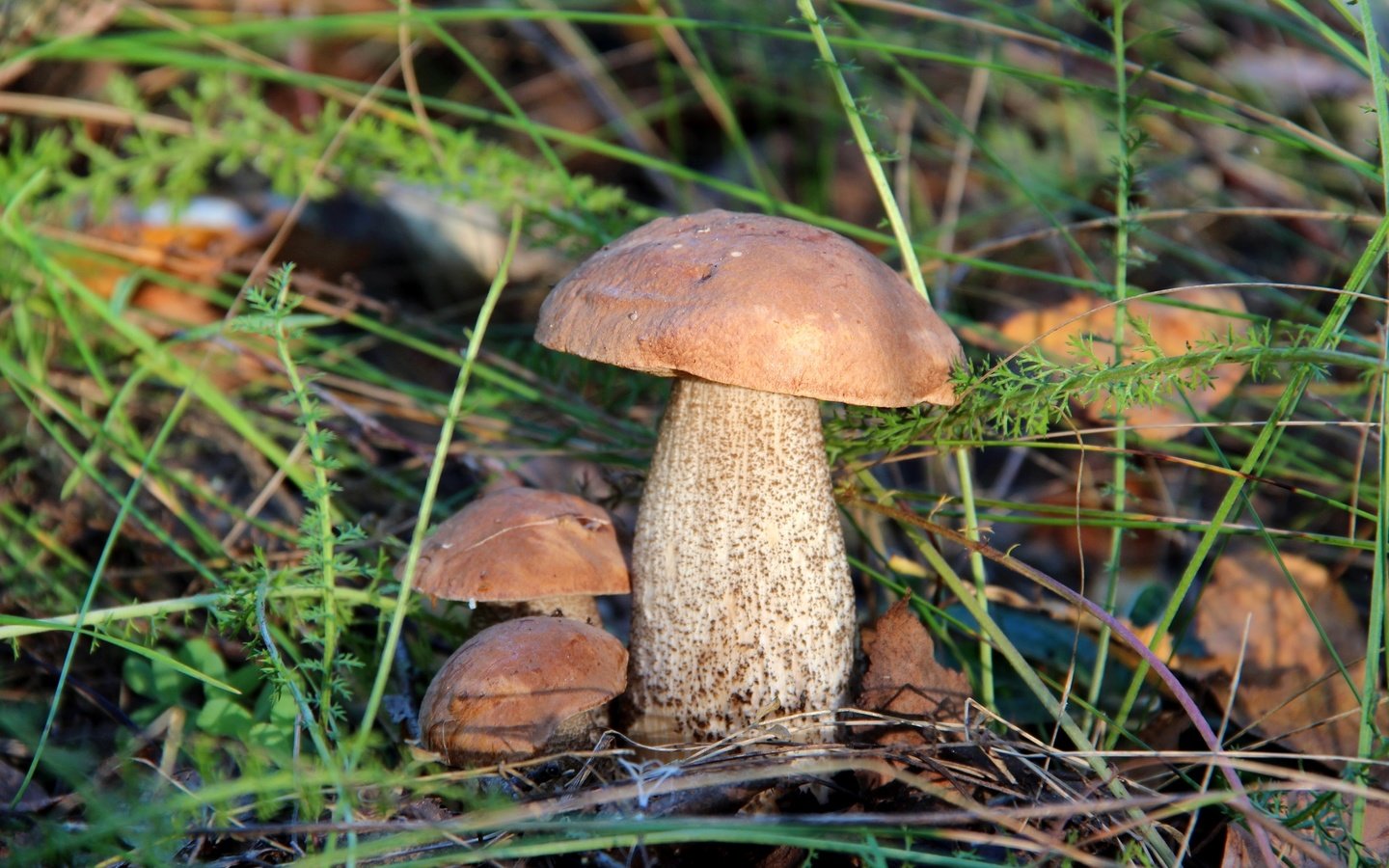 Обои трава, природа, лес, грибы, гриб, подберезовик, grass, nature, forest, mushrooms, mushroom, boletus разрешение 2400x1600 Загрузить