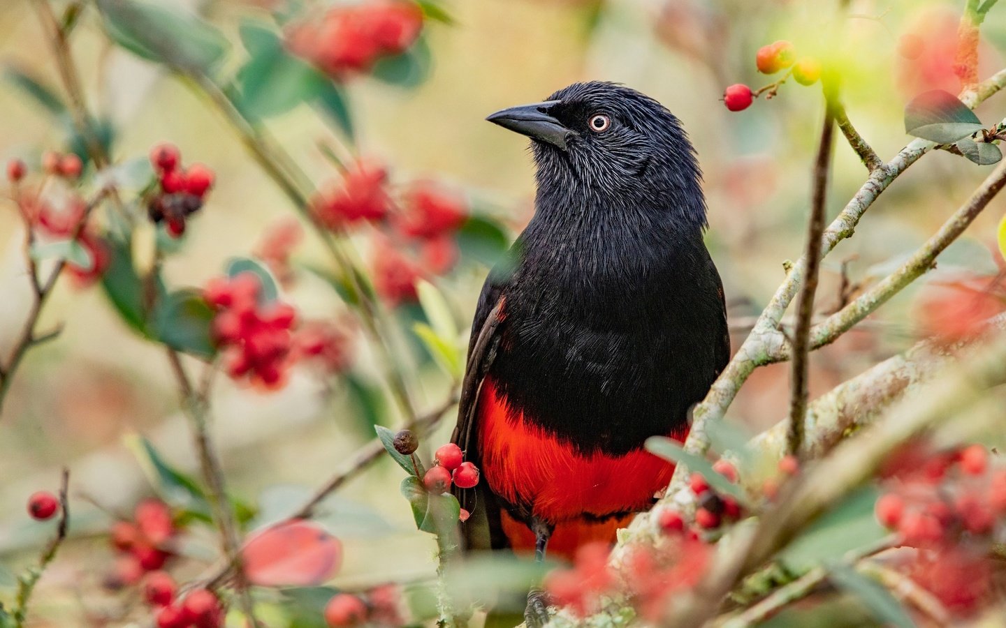 Обои ветки, птица, ягоды, плоды, яркая, трупиал, красно-черная, branches, bird, berries, fruit, bright, trupial разрешение 2048x1365 Загрузить