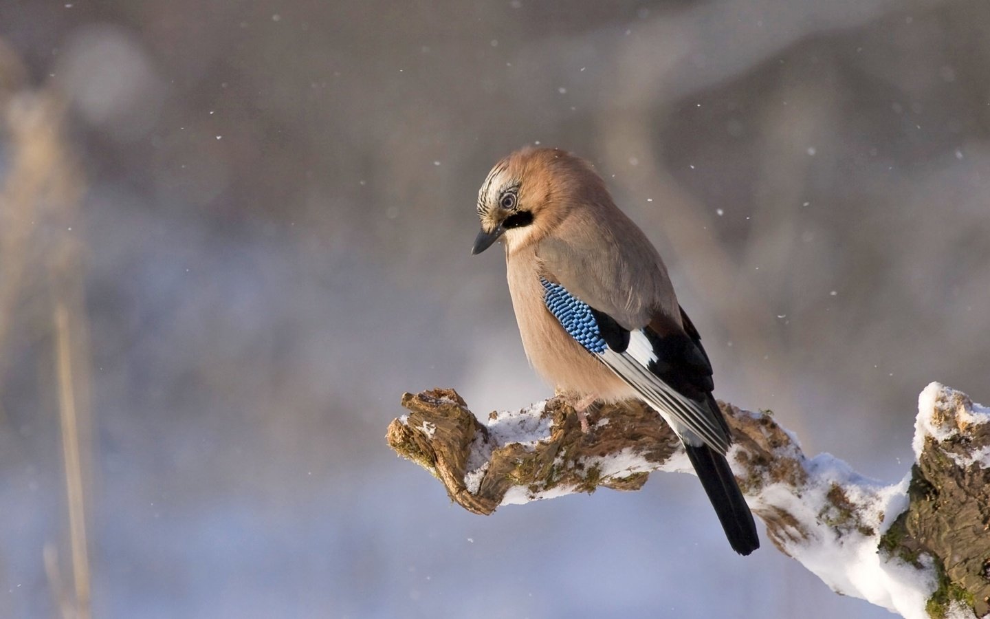 Обои снег, природа, птица, сойка, snow, nature, bird, jay разрешение 1920x1080 Загрузить